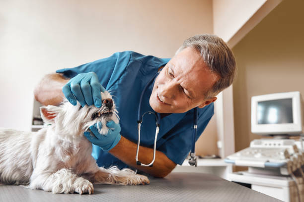 Best Emergency Denture Repair in Ocoee, FL